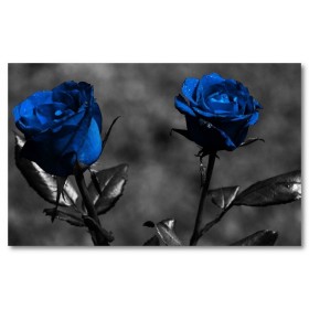 Αφίσα (μπλε, τριαντάφυλλα, μαύρο, λευκό, άσπρο)
